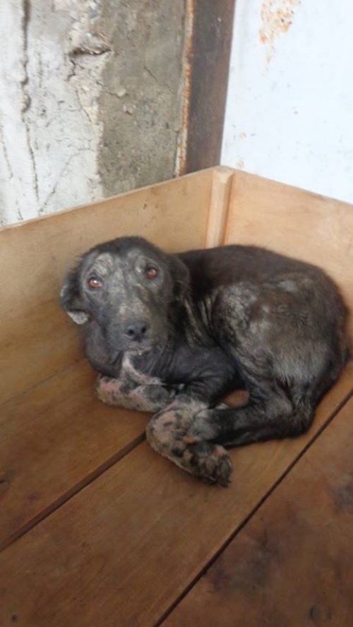 მეტისი უსახდელო