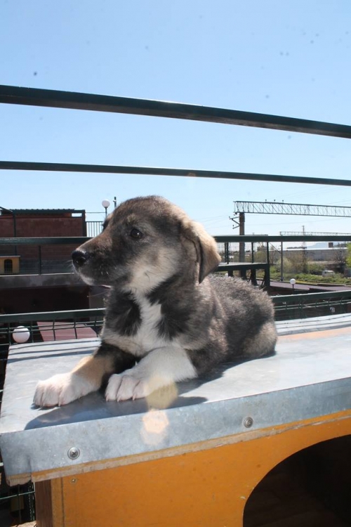 მეტისი ცუნცულა