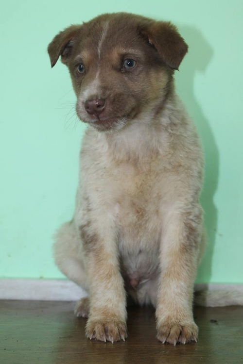 კურცხაალის მეტისი უსახელო