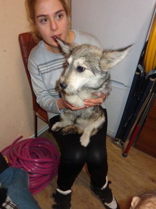 ბალონკა უსახელო