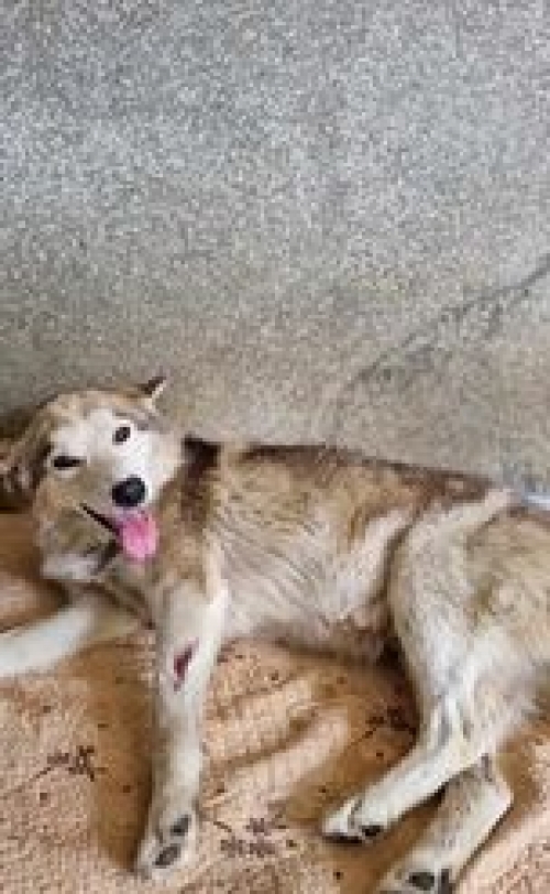 ლაიკა საჩხერე