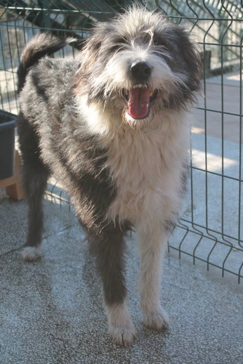 შნაუცერი პელე