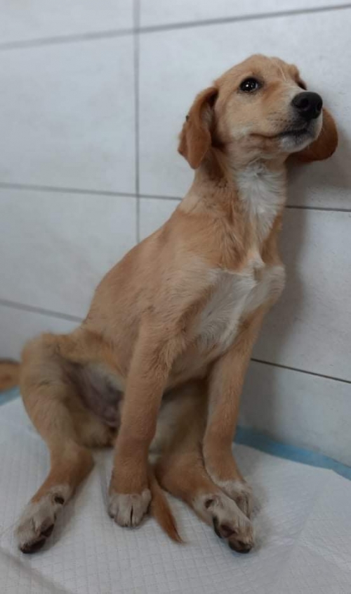 მეტისი ნაპოვნია ზაჰესში