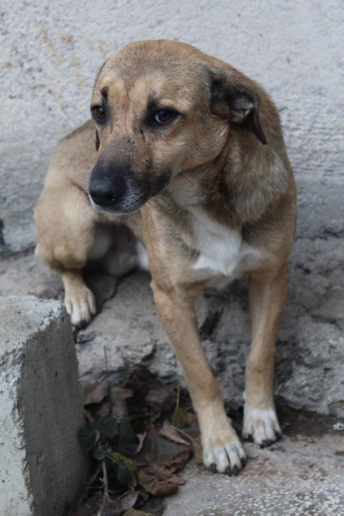 მეტისი უსახელო