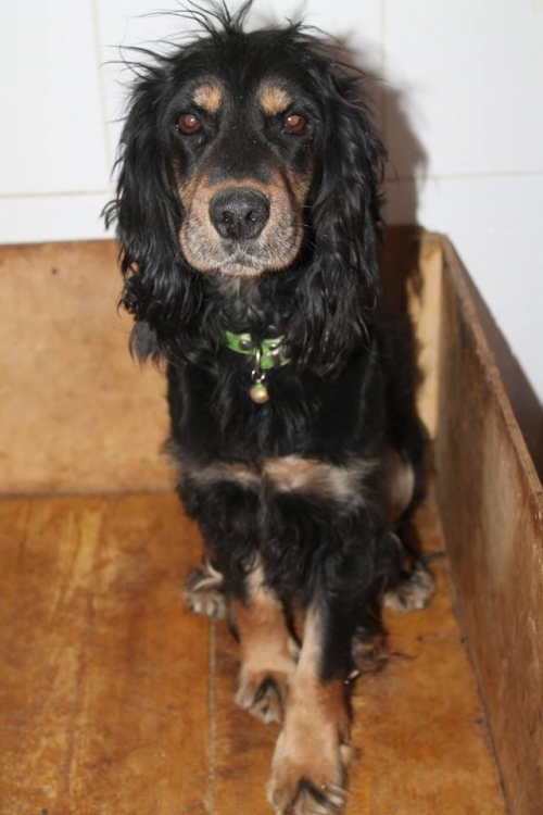 რუსული კოკერ სპანელი უსახელო