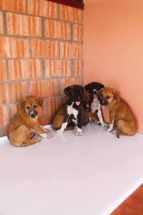 ქართული ქოფაკი უსახელო