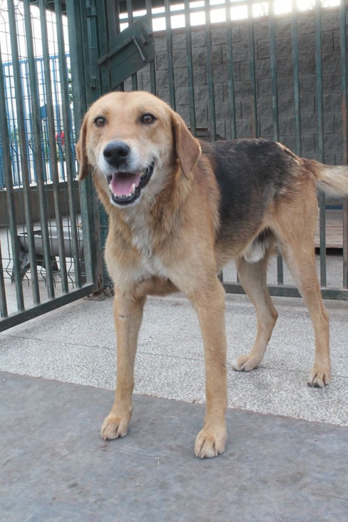 გონჩი უსახელო