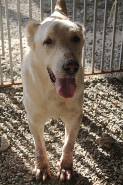 ქართული ნაგაზი ბოინა