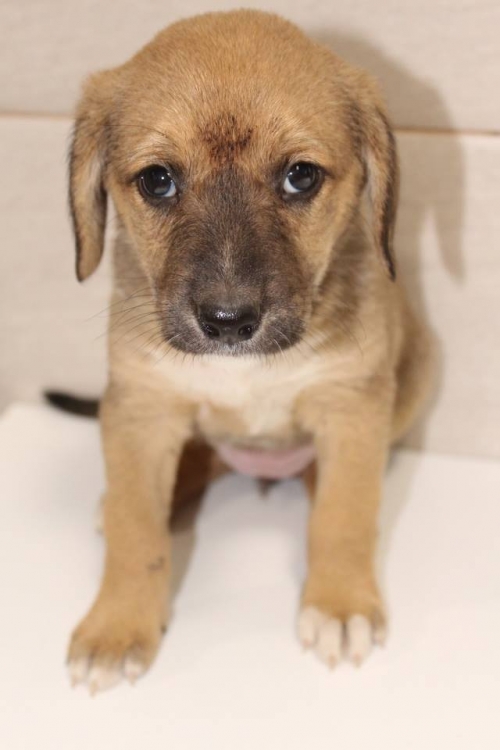 მეტისი უსახელო