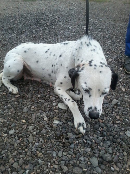 დალმატინი ლედი