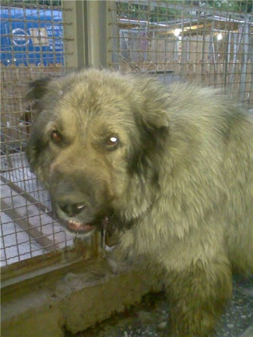 * გარდაცვლილები ლომა