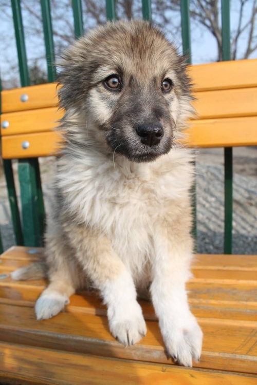 ქართული ქოფაკი უსახელო