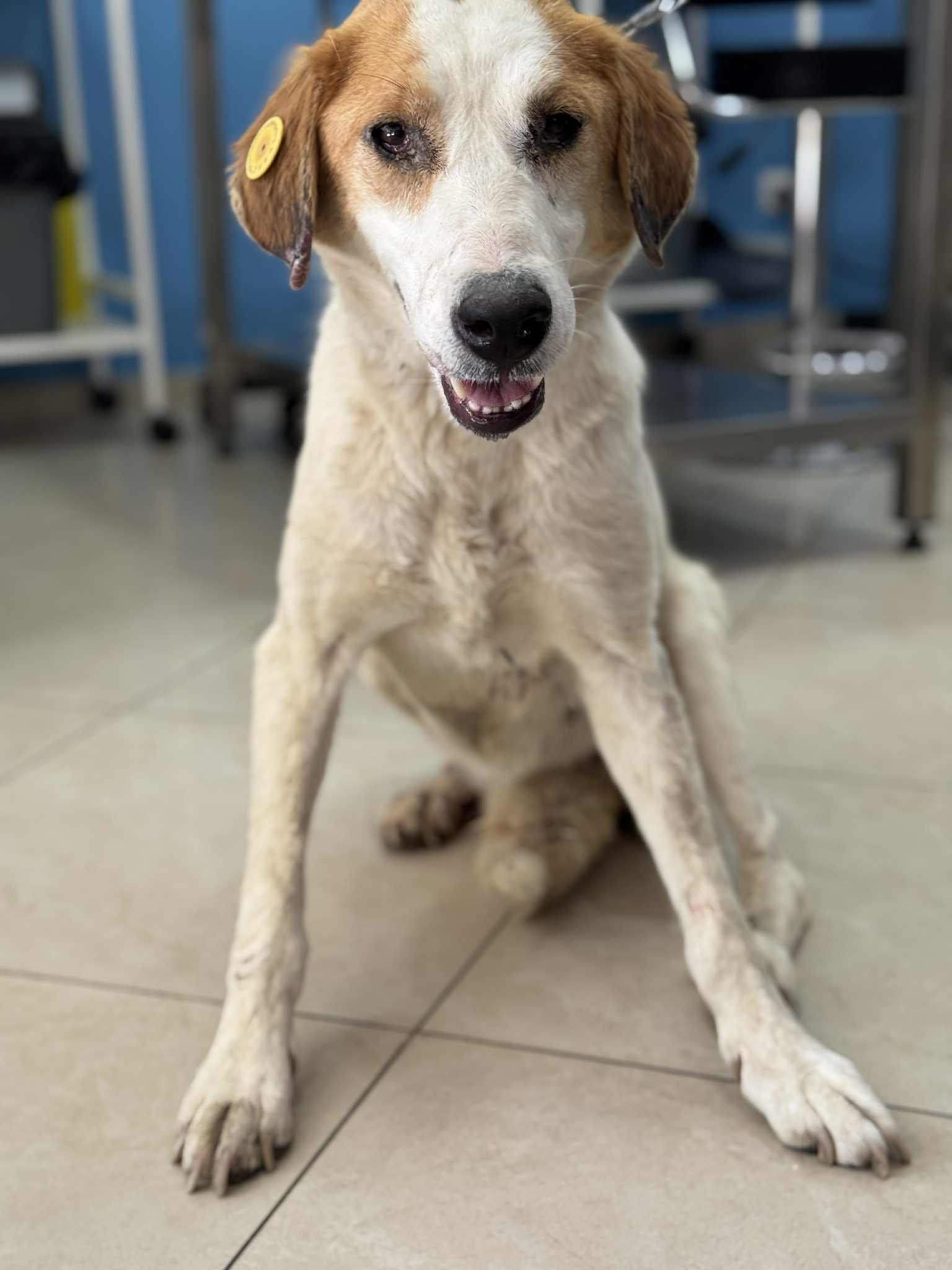 მეტისი. ლოჭინი. ბიანკა