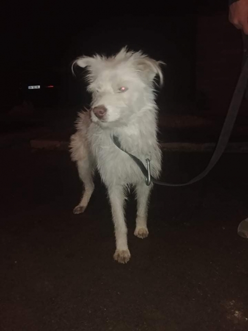 მეტისი უსახელო