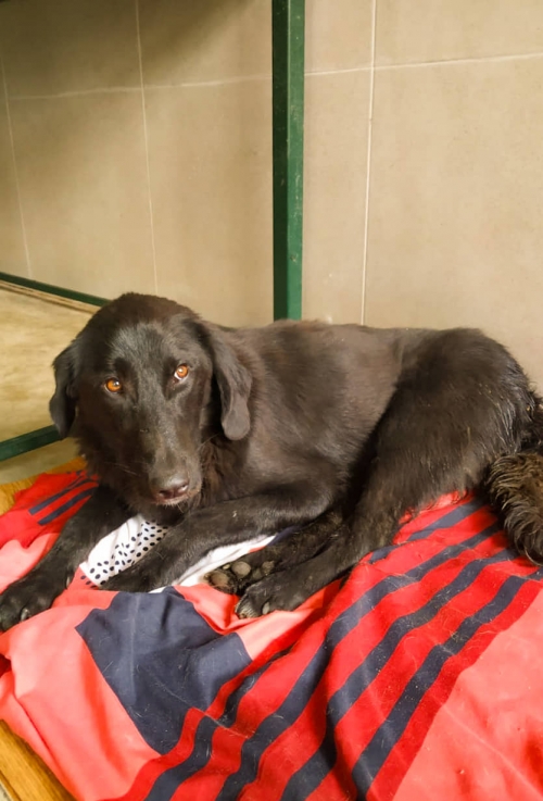 მეტისი ყვარელი