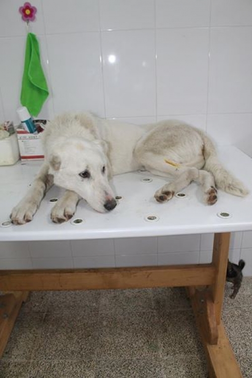 ქართული ქოფაკი სულთანი