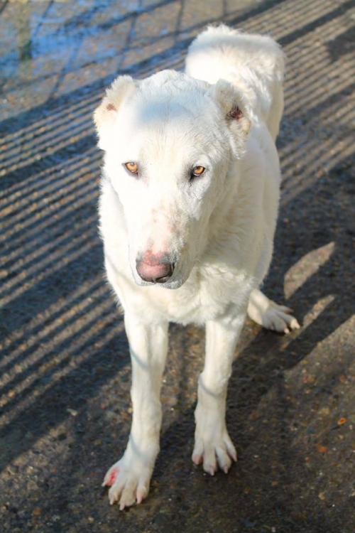 ქართული ნაგაზი მესი