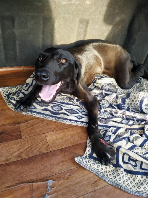 მეტისი უსახელო