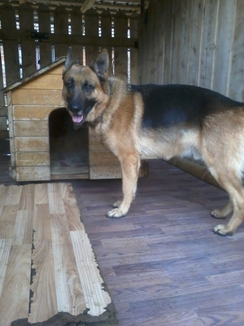 გერმანული ნაგაზი არჩი