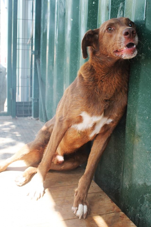 მეტისი უსახელო