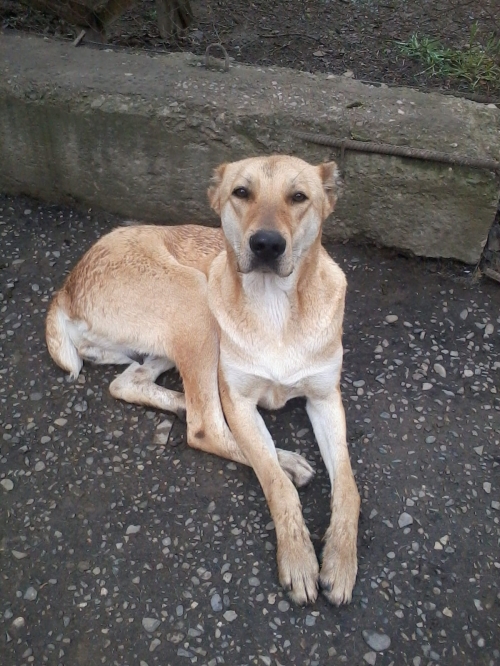 ქართული ქოფაკი ლედი