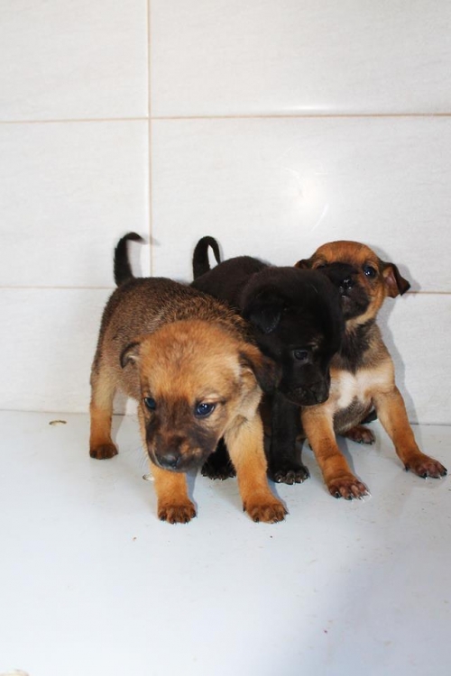 მეტისი უსახელო