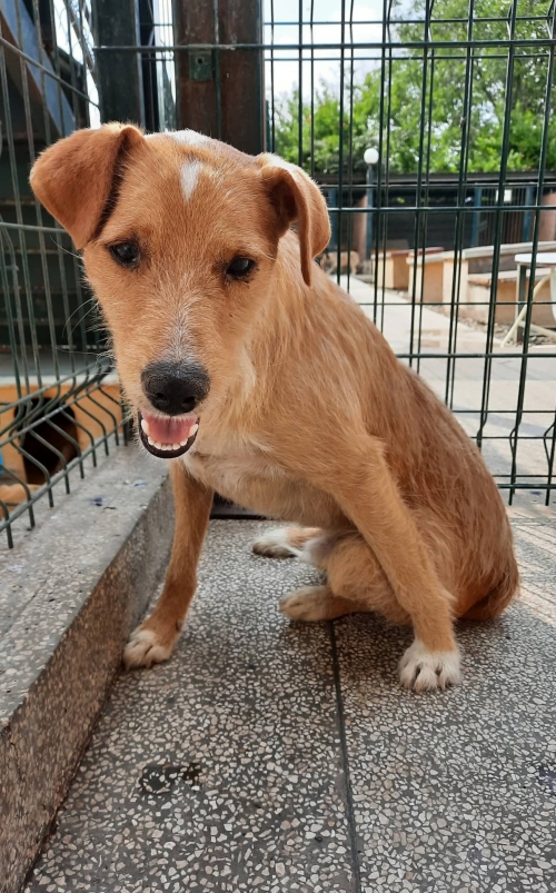 ბალონკა აფრიკა ჭიჭინაძე 1 ნომერი