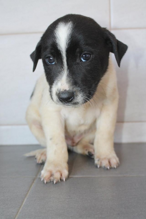 მეტისი უსახელო