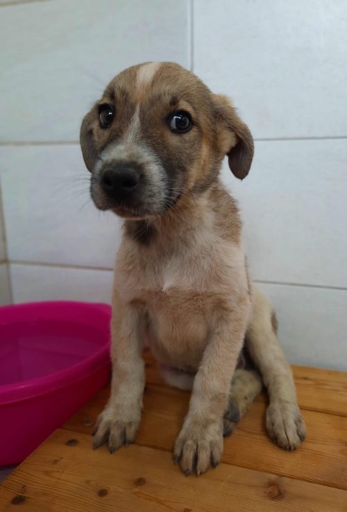 მეტისი უსახელო