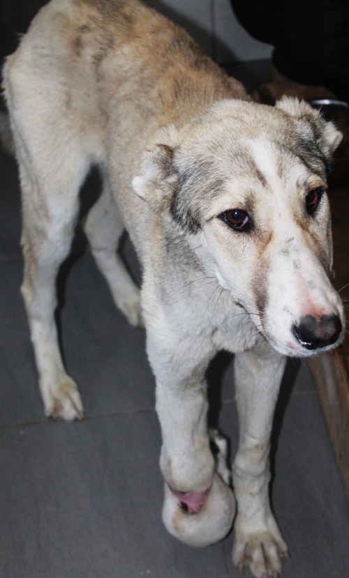 ქართული ქოფაკი უსახელო