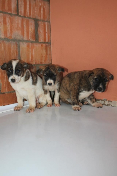 მეტისი უსახელო