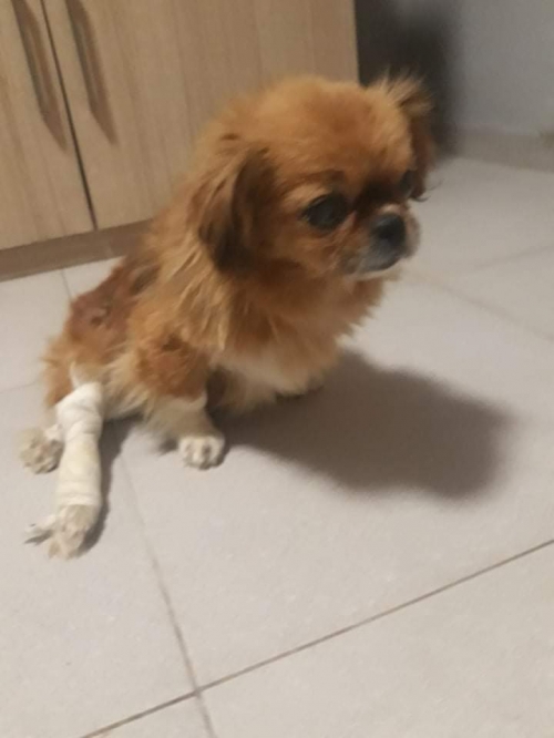 პეკინესი ნაპოვნია ლაგოდეხის გზაზე