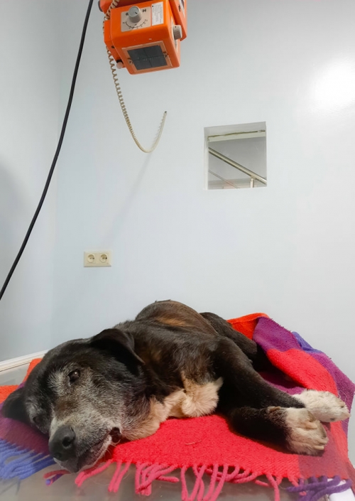 მეტისი გლდანი თეთრი ტბა