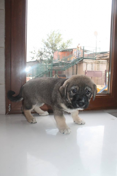 ქართული ქოფაკი უსახელო