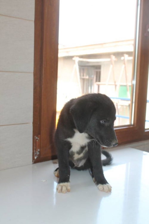 მეტისი უსახელო