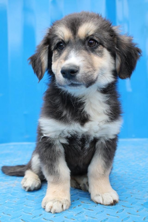 მეტისი უსახელო