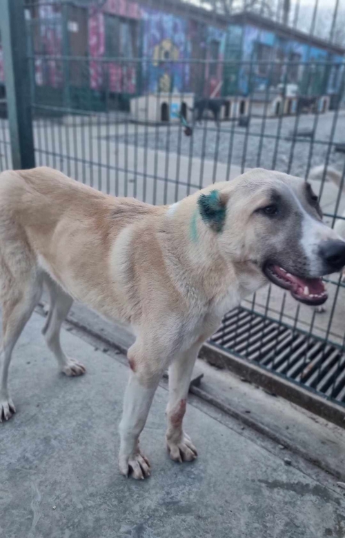 ქართული ქოფაკი გადმოყვანილია მუნიციპალური თავშესაფრიდან