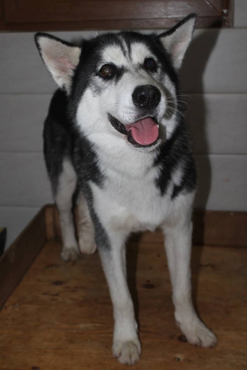 ლაიკა მაქსი