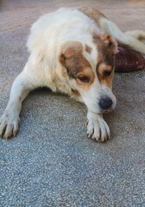 ქართული ქოფაკი უსახელო