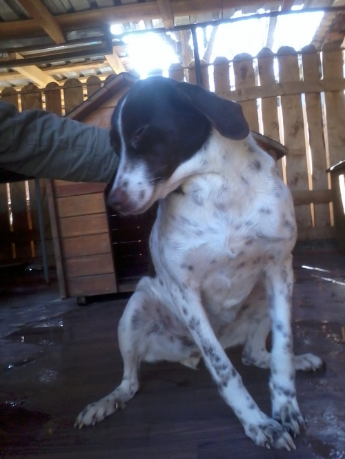 მეტისი ლედი