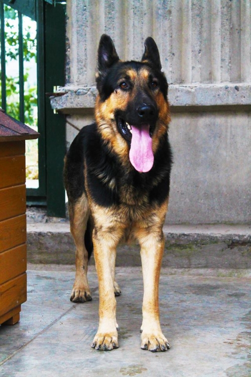 გერმანული ნაგაზი ადოლფი