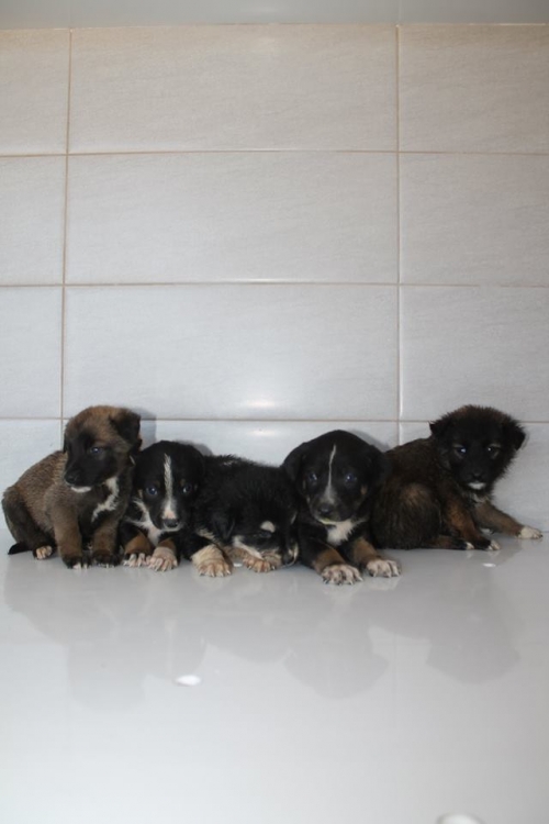 მეტისის ლეკვები უსახელო