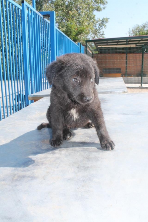 მეტისი უსახელო