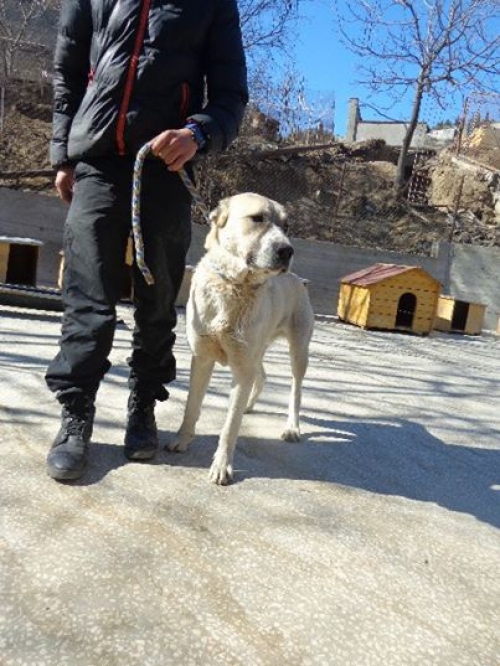 ქართული ნაგაზი გორო