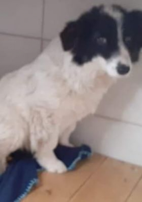 მეტისი ყურშა