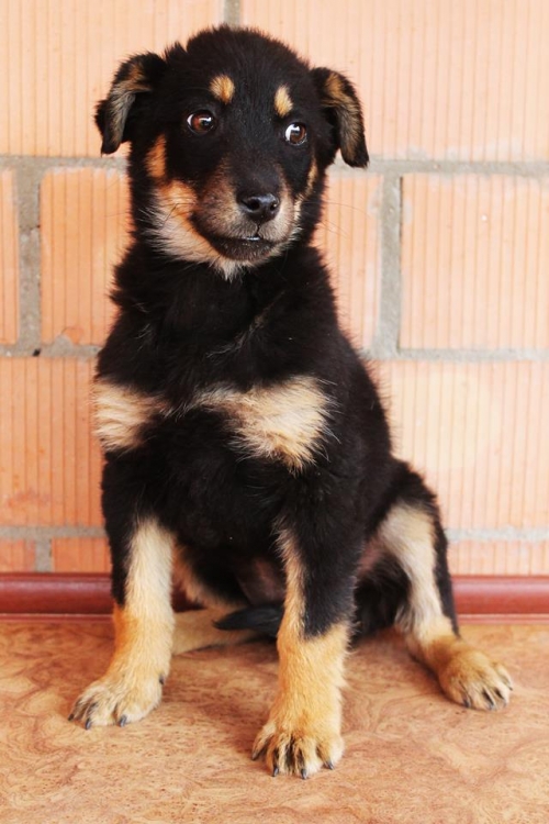 მეტისი უსახელო