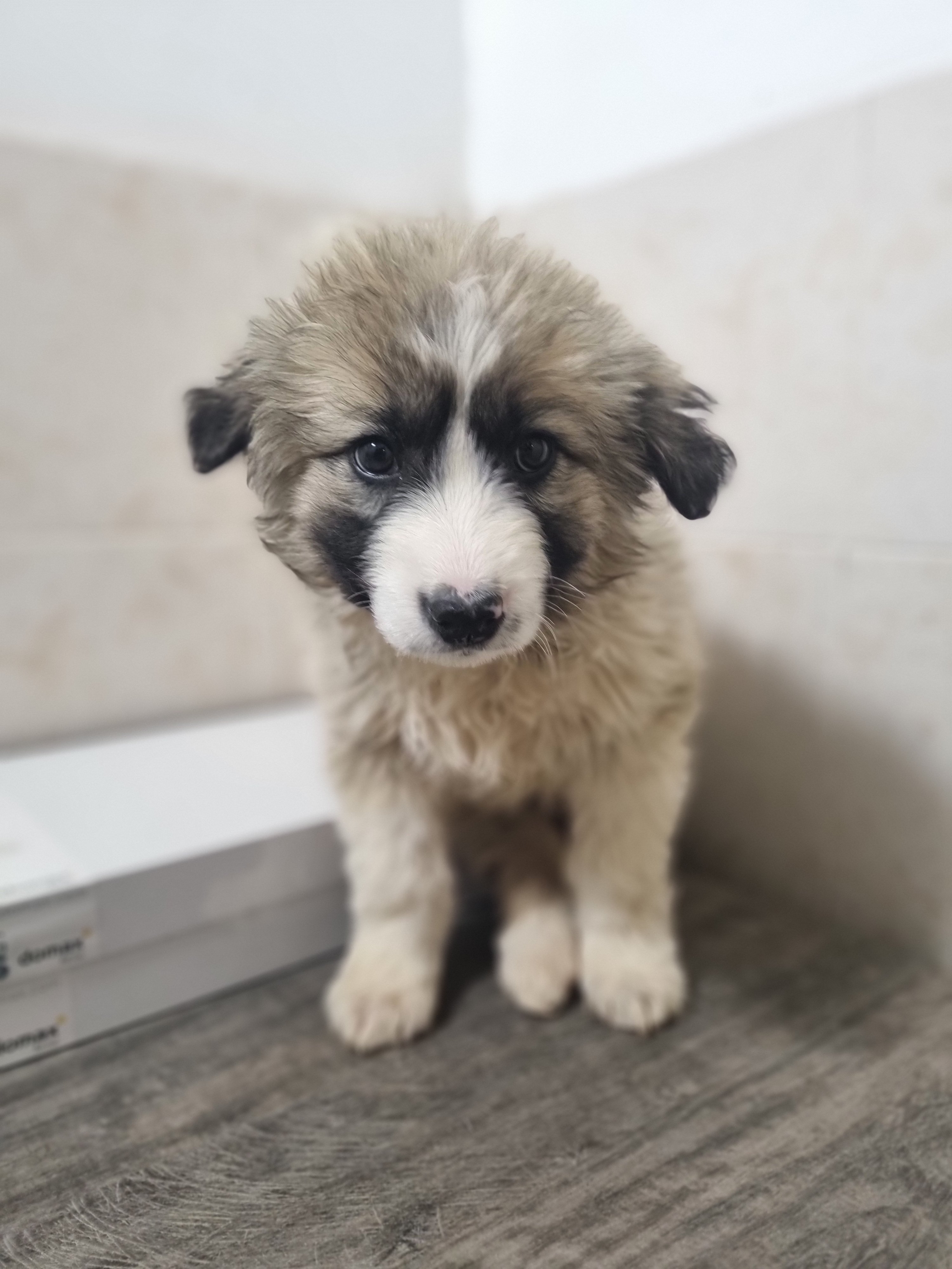 მეტისი. კოდა