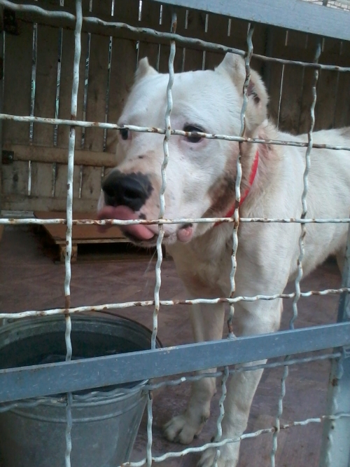 არგენტინული დოგი როკი