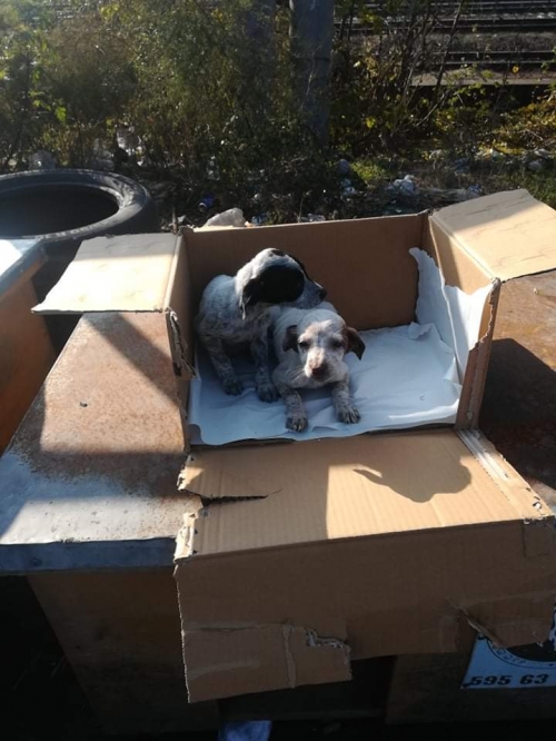 მეტისი უსახელო