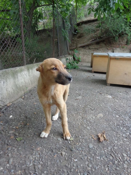 ქართული ქოფაკი რიჯიკა